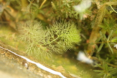 Utricularia australis